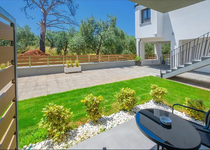 Olive Roots Skala Rachoni (Thasos)