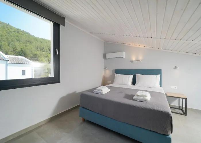 Olive Roots * Skala Rachoni (Thasos)